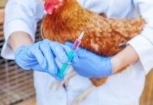 Piano nazionale emergenze epidemiche animali 2026-2030