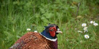 Influenza aviaria: focolaio in un allevamento di selvaggina a Campi Bisenzio