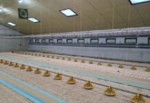 Schiusa in allevamento: una strategia innovativa di alimentazione precoce che migliora il benessere animale e riduce l’uso di antibiotici in modo sostenibile