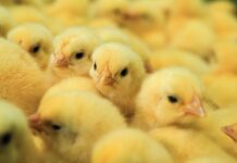 Schiusa in allevamento: una strategia innovativa di alimentazione precoce che migliora il benessere animale e riduce l’uso di antibiotici in modo sostenibile