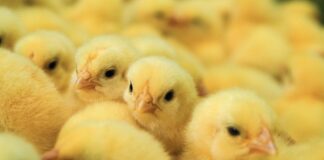 Schiusa in allevamento: una strategia innovativa di alimentazione precoce che migliora il benessere animale e riduce l’uso di antibiotici in modo sostenibile