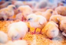 Capire i prodotti per il miglioramento della salute intestinale