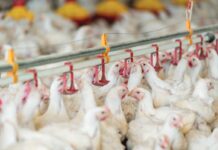 Gestione dell’acqua di abbeverata e procedure di vaccinazione: il binomio strategico per un’immunizzazione efficace