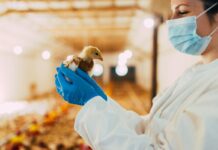 Vaccinazione e influenza aviaria: strategie e prospettive al centro delle Giornate Avicole 2026