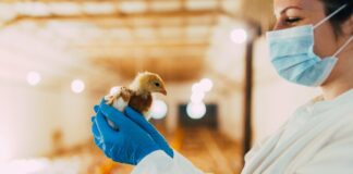 Vaccinazione e influenza aviaria: strategie e prospettive al centro delle Giornate Avicole 2026