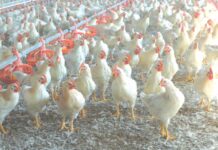 Genotipi avicoli a lenta crescita in Italia: l’iter autorizzativo e le dinamiche di impiego