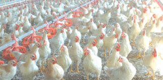Genotipi avicoli a lenta crescita in Italia: l’iter autorizzativo e le dinamiche di impiego