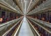 Collegare la filiera avicola: l’approccio PoultryPlan