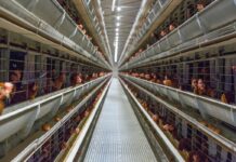 Collegare la filiera avicola: l’approccio PoultryPlan