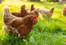 28 maggio ore 16.30 – Incontro “Promuovere la biodiversità avicola: un’opportunità per la riscoperta di prodotti tipici delle aree montane”