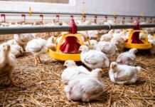 La carne avicola paraguaiana conquista il Medio Oriente e accelera l’espansione internazionale