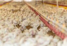 La carne avicola paraguaiana conquista il Medio Oriente e accelera l’espansione internazionale