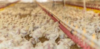 La carne avicola paraguaiana conquista il Medio Oriente e accelera l’espansione internazionale