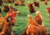 Implementazione sostenibile del benessere animale per un allevamento avicolo più efficiente