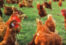 Implementazione sostenibile del benessere animale per un allevamento avicolo più efficiente