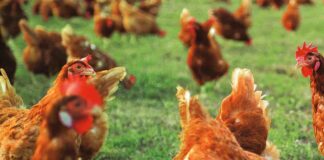 Implementazione sostenibile del benessere animale per un allevamento avicolo più efficiente