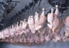 Rivestimenti edibili antimicrobici estendono la shelf life del pollame refrigerato