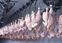 Rivestimenti edibili antimicrobici estendono la shelf life del pollame refrigerato
