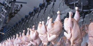 Rivestimenti edibili antimicrobici estendono la shelf life del pollame refrigerato