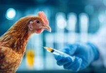 Influenza aviaria, l’Italia avvia il primo progetto pilota di vaccinazione negli allevamenti avicoli