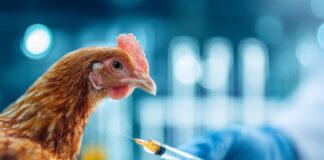 Influenza aviaria, l’Italia avvia il primo progetto pilota di vaccinazione negli allevamenti avicoli