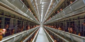 Collegare la filiera avicola: l’approccio PoultryPlan