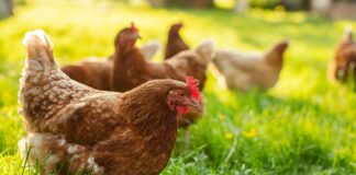 28 maggio ore 16.30 – Incontro “Promuovere la biodiversità avicola: un’opportunità per la riscoperta di prodotti tipici delle aree montane”