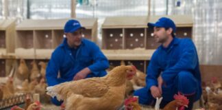 Il colera aviario: epidemiologia, trasmissione e misure di controllo