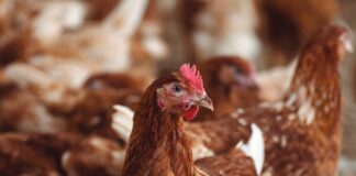 Strategie vaccinali per migliorare la protezione contro il tifo aviare nelle galline ovaiole
