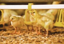 Acqua di abbeverata pulita, regole chiare. Igiene e conformità normativa negli allevamenti avicoli