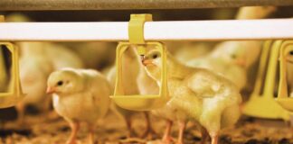 Acqua di abbeverata pulita, regole chiare. Igiene e conformità normativa negli allevamenti avicoli
