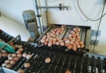 Incrinature nelle uova da cova: ridurre le perdite lungo la filiera produttiva