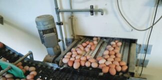 Incrinature nelle uova da cova: ridurre le perdite lungo la filiera produttiva