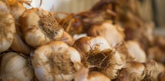 L’allicina dell’aglio come promettente alternativa agli antibiotici nei broiler