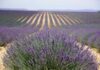 Lavanda in crisi, la Provenza si reinventa con le galline ovaiole