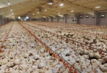 Lo stress da calore estivo è deleterio per il broiler