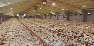 Lo stress da calore estivo è deleterio per il broiler