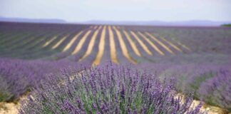 Lavanda in crisi, la Provenza si reinventa con le galline ovaiole