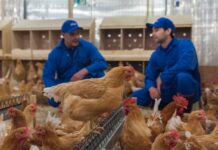 Il colera aviario: epidemiologia, trasmissione e misure di controllo