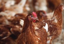 Strategie vaccinali per migliorare la protezione contro il tifo aviare nelle galline ovaiole