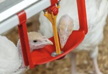 Gestione del caldo e nutrizione negli allevamenti commerciali
