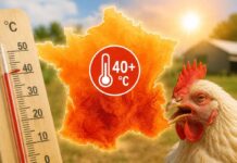 Francia, il caldo estremo causa centinaia di migliaia di perdite negli allevamenti avicoli