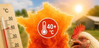Francia, il caldo estremo causa centinaia di migliaia di perdite negli allevamenti avicoli