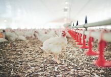 La prima settimana come terapia: ripensare alla fase neonatale del broiler in ottica preventiva