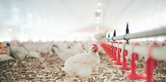 La prima settimana come terapia: ripensare alla fase neonatale del broiler in ottica preventiva