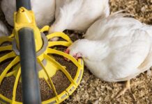 Peptidi antimicrobici e biosurfattanti nel controllo delle enteriti avicole: ruolo di surfactina e citrocina