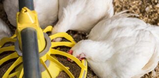 Peptidi antimicrobici e biosurfattanti nel controllo delle enteriti avicole: ruolo di surfactina e citrocina