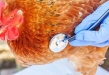 Influenza aviaria: la missione Dg Sante conferma la solidità della sorveglianza in Italia
