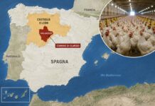 Spagna: due nuovi focolai di malattia di Newcastle a Valladolid