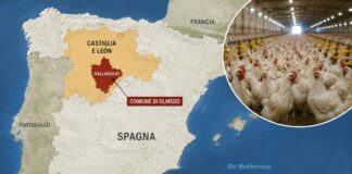 Spagna: due nuovi focolai di malattia di Newcastle a Valladolid